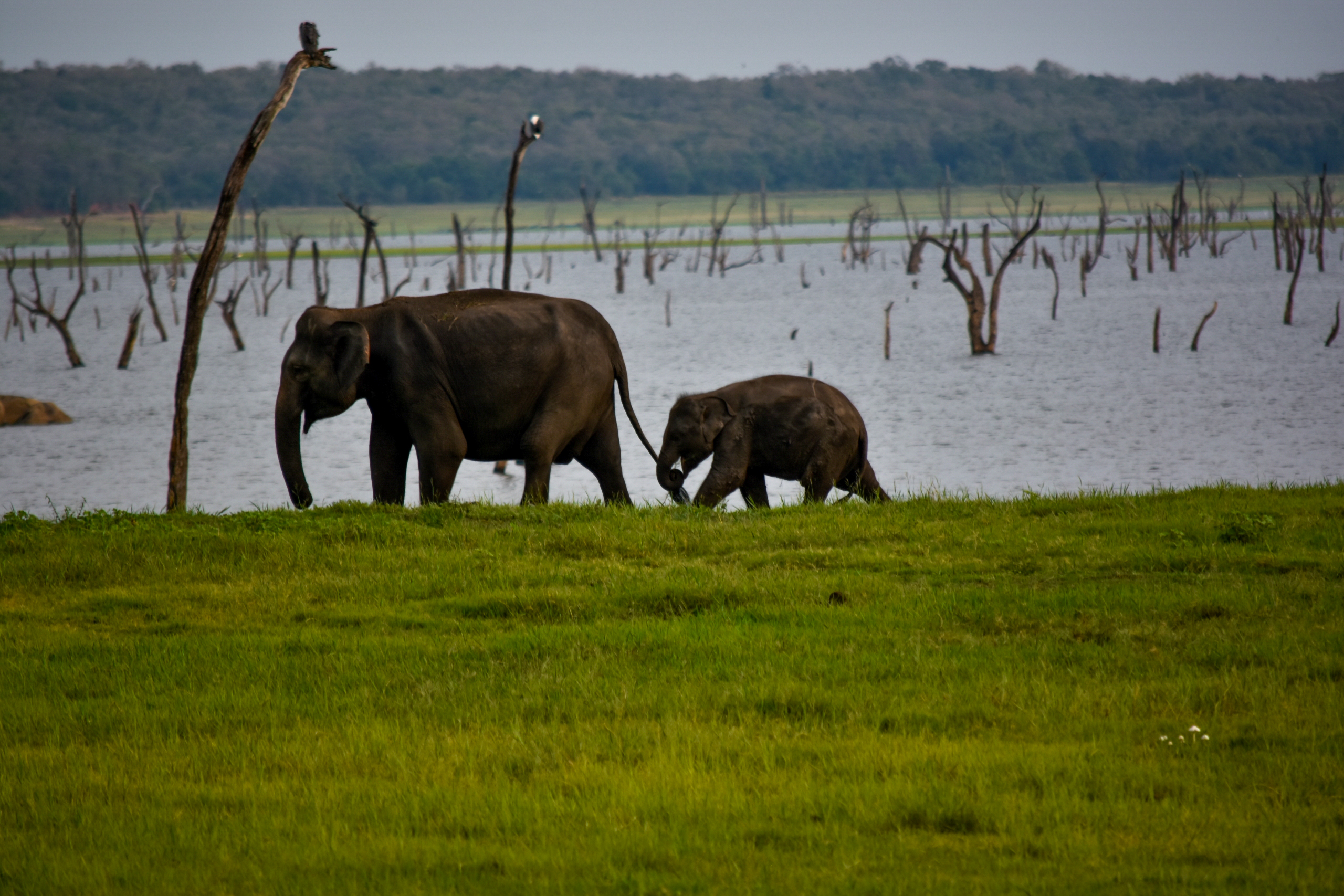 Minneriya National Park