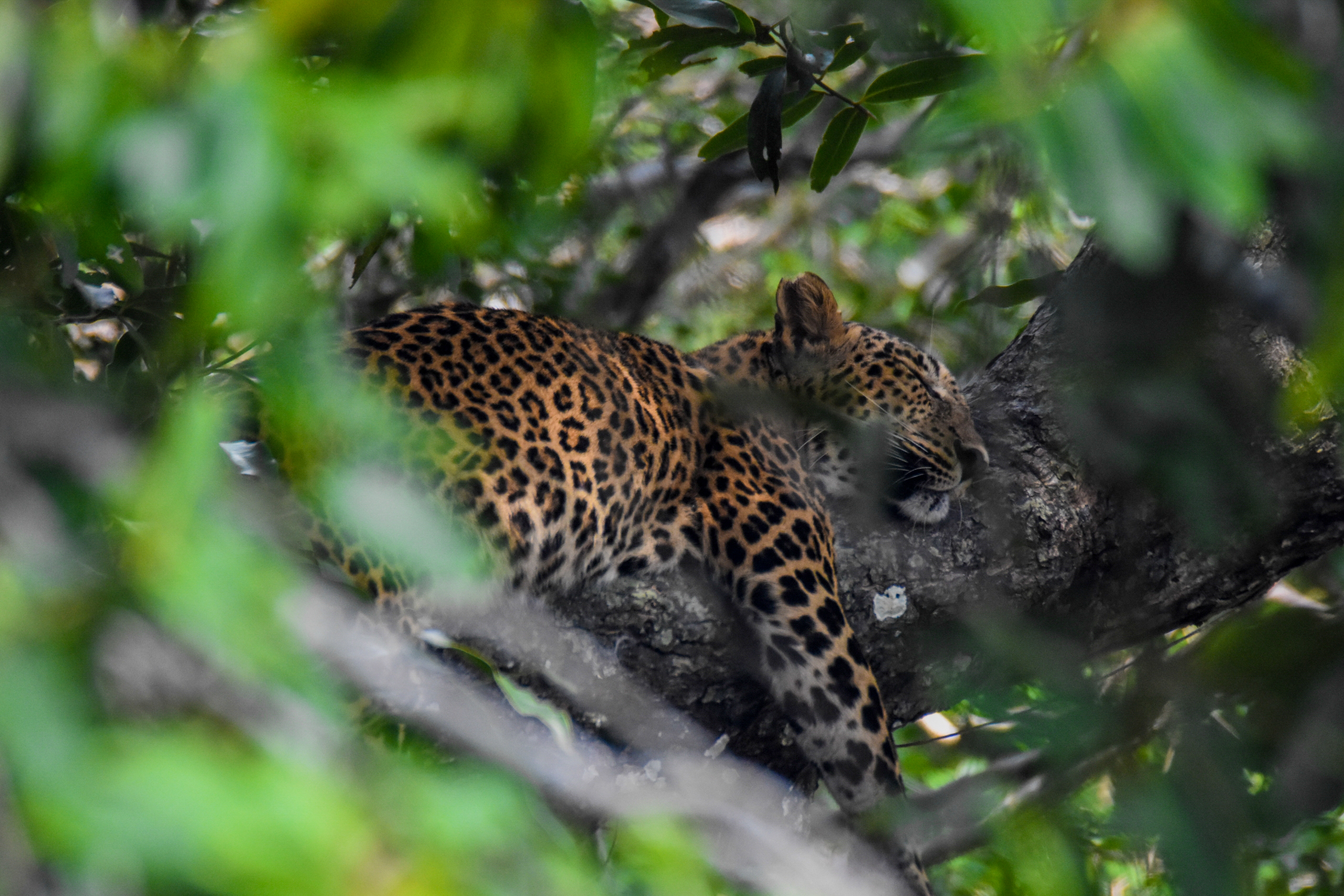 Wilpaththu National Park